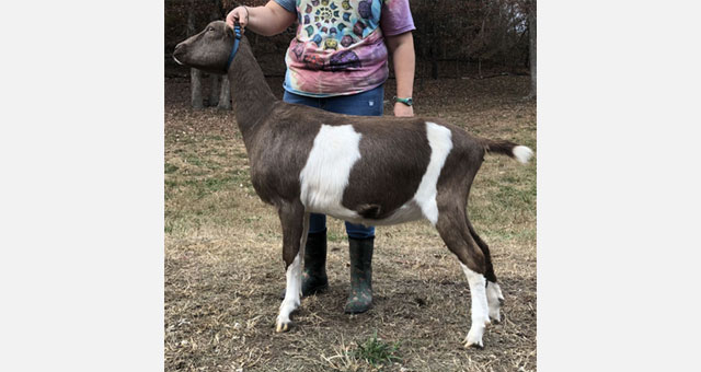 Daisy Creek Lacey Marie