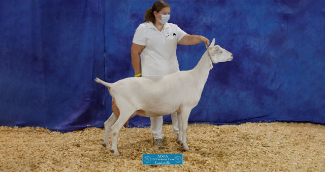 CH McQuitty-Farm Smokin Hot Lava