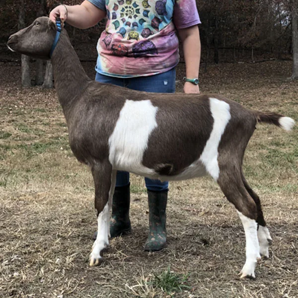 Daisy Creek Lacey Marie