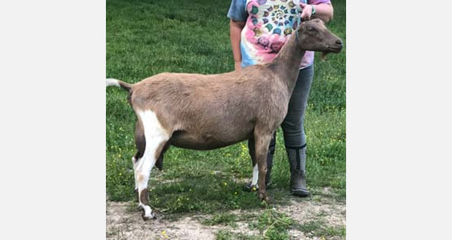 Daisy Creek Hope Jazmin 2*M