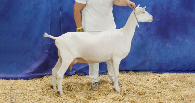 Daisy Creek LS Magma