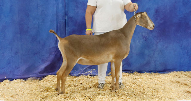 Daisy Creek MK Mayflower