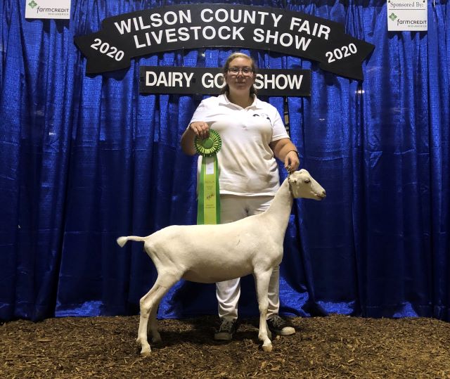 Daisy Creek MK Moana (75% Lamancha, 25% Saanen)