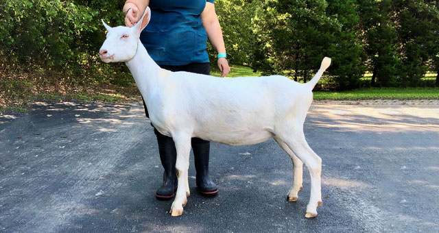 Daisy Creek Nilla Wafer