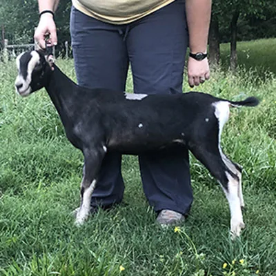 Black and white goat standing in grass with a handler holding its collar