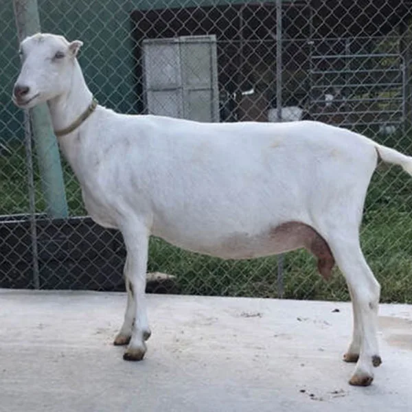 GCH Daisy Creek Faith 3*M