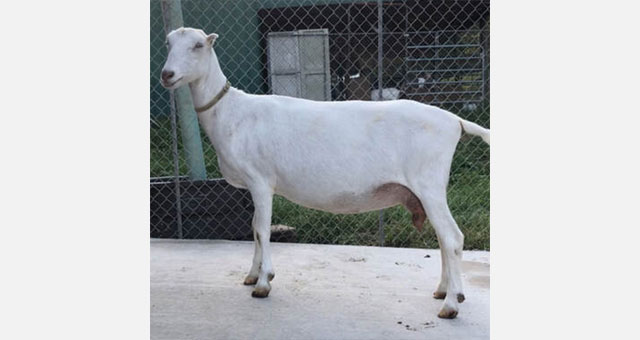 GCH Daisy Creek Faith 3*M