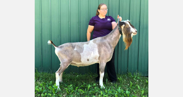Here Be Goats Hmarshmalo Kreme *B  “Marsh”