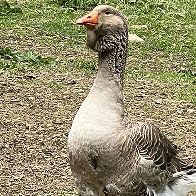 Percy