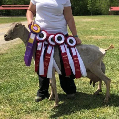 SGCH Fir Meadow Val Zantedeschia 3*M