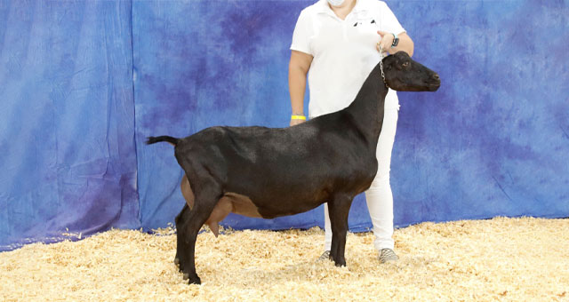 SGCH Loco Ladies Fleur-De-Lea 1*M