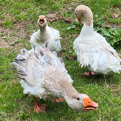 Sebastopol geese