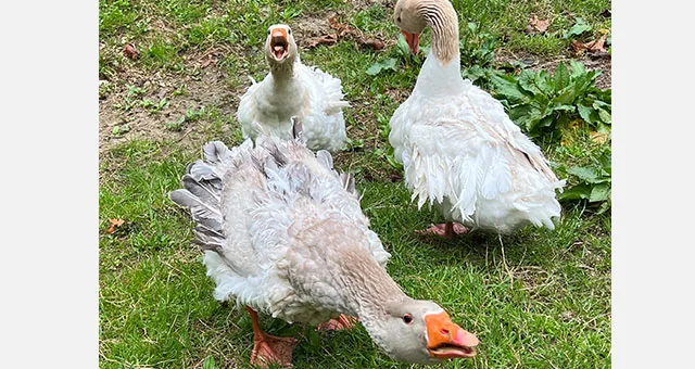 Sebastopol geese