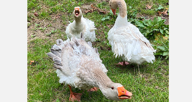 Sebastopol geese