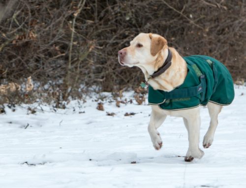 Cold Safety Tips for Pets and Farm Animals