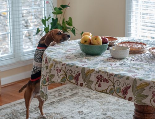 Keep Your Pet Safe During the Thanksgiving Holiday