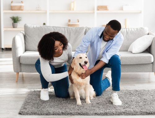 4 Steps to Successful Pet Adoption